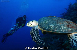 Diving Guánica Wall with my soon & this beautiful hawksbi... by Pedro Padilla 